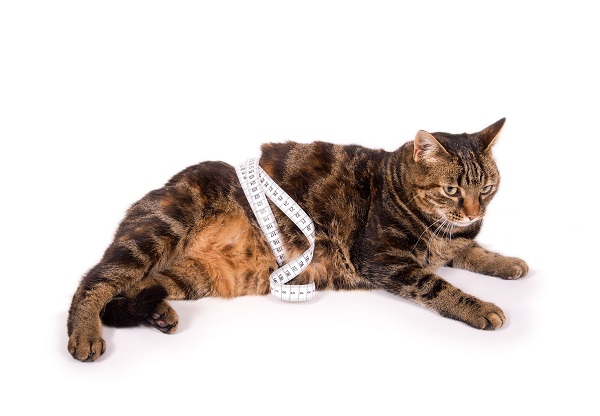 Eine dicke Katze ist in ein Maßband eingewickelt