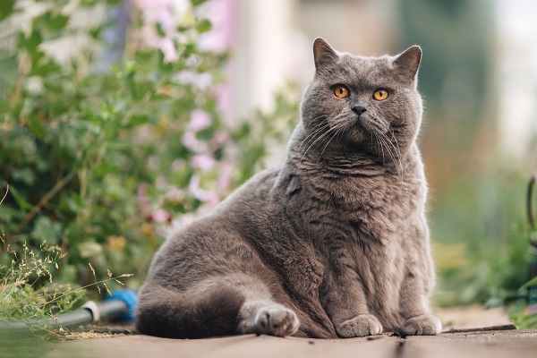 Eine graue, übergewichtige Katze sitzt vor grünen Pflanzen