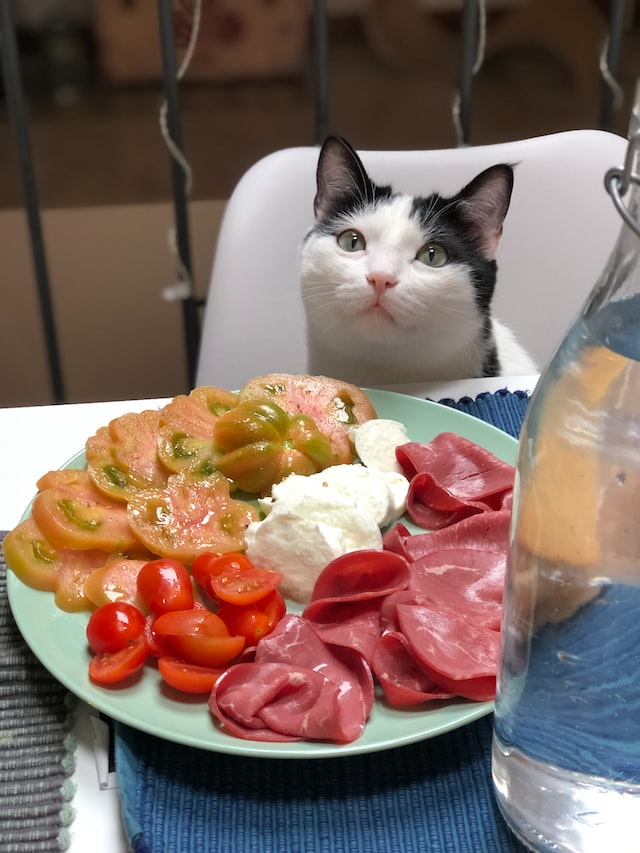 Eine Katze sitzt vor einem beladenen Teller, darf davon aber nicht essen