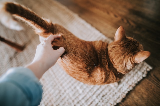 Eine Hand krault den Rücken einer Katze