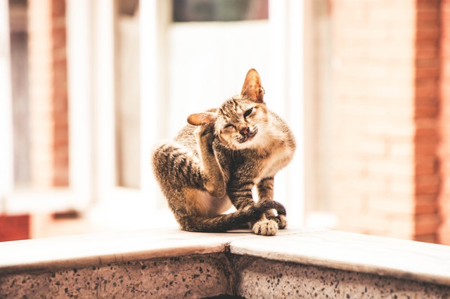 Auf einem Dach sitzt eine sich am Ohr kratzende Katze