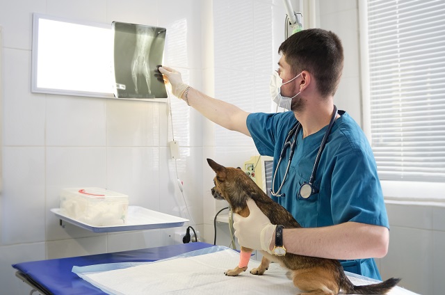 Ein Tierarzt hat auf seinem Tisch einen kleinen Hund und schaut sich dessen Röntgenbilder an
