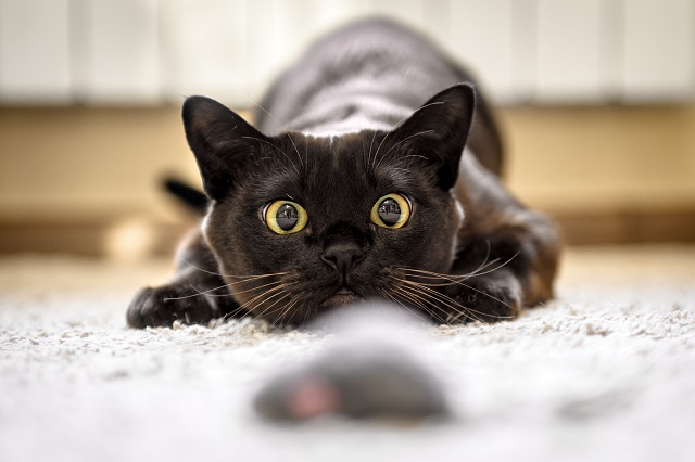 Eine schwarze Katze visiert ein Spielzeug an und setzt zum Sprung an