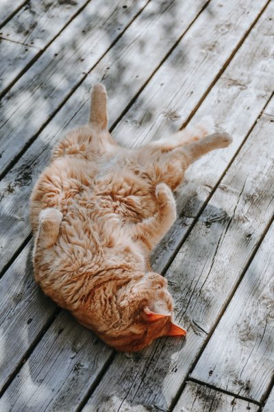 Eine rote Katze liegt auf einem Holzboden in der Sonne mit dem Bauch nach oben