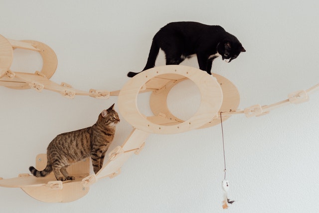 Zwei Katzen spielen auf einer Kletterlandschaft an der Wand