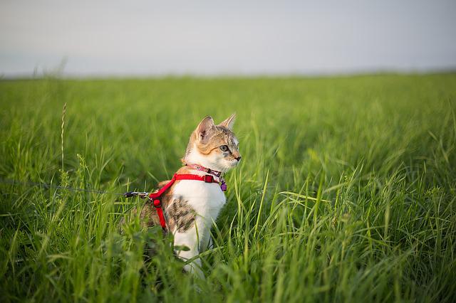 Eine Katze mit Geschirr und Leine sitzt im Gras
