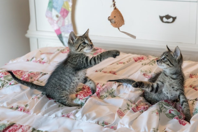 zwei Kitten sitzen auf einem Bett und spielen mit einer Stoffmaus