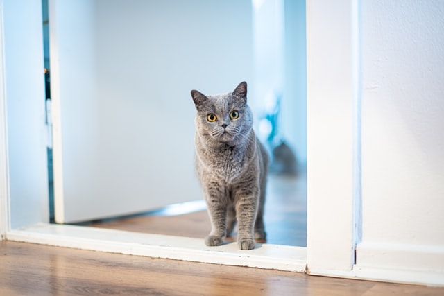 Eine graue Katze steht erwartungsvoll auf einer Zimmertürschwelle
