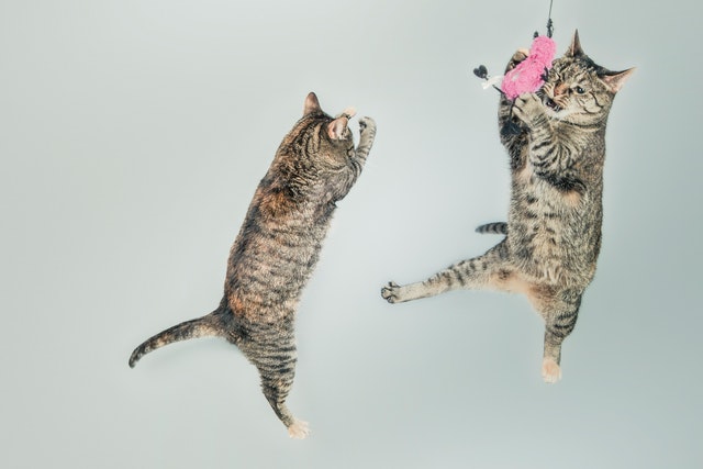 Zwei Katzen springen in die Luft und fangen ein Spielzeug