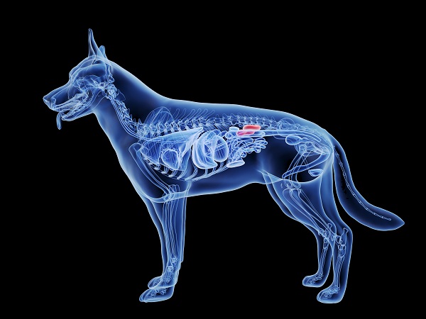 In einer schematischen Darstellung der inneren Organe eines Hundes sind die Nieren rot markiert