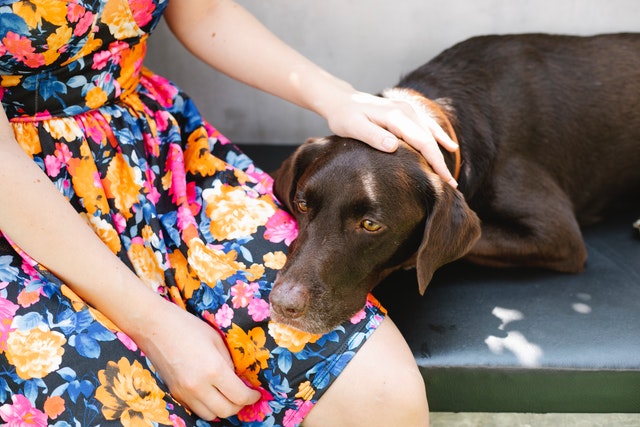 ein großer brauner Hund legt seinen Kopf auf das Bein einer Frau im Sommerkleid