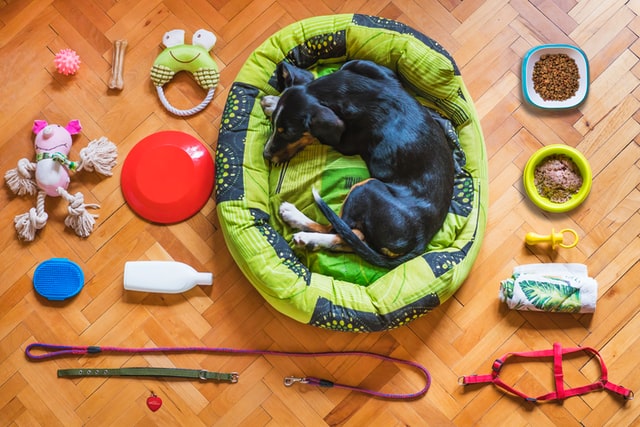 Ein Hund liegt müde in seinem Körbchen, unangetastetes Futter und Spielzeug darum verteilt