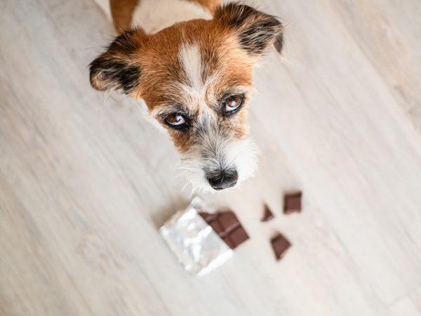 Ein kleiner Hund sitzt vor einer halb ausgepackten Tafel Schokolade
