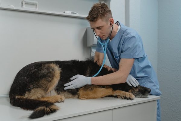 Ein Tierarzt untersucht einen Schäferhund