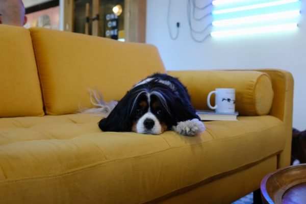 Ein Hund liegt auf einer gelben Couch