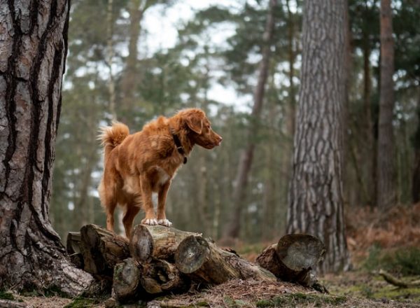 Ein brauner Hund steht im Wald auf Baumstämmen und schaut aufmerksam in die Umgebung