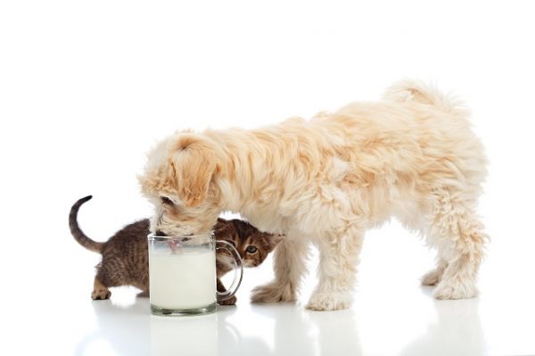 ein kleiner Hunde steht neben einer Katze und trinkt Milch aus einem Becher