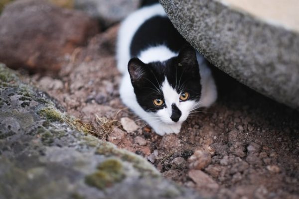 Eine schwarz-weiße Katze sitzt lauernd neben einer Steinschale auf dem Boden