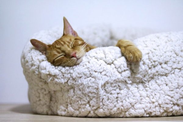 eine Katze liegt schlafend in einem weißen Körbchen