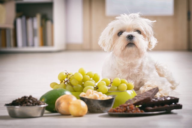 Ein kleiner weißer Hund sitzt vor zahlreichen Lebensmitteln, die er nicht fressen darf