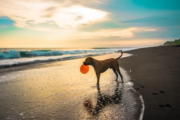 ein Hund trägt ein rotes Frisbee in der Schnauze und steht am Strand mit Blick zum Meer