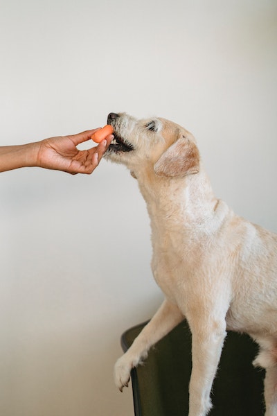 Ein Hund frisst aus der Hand ein Stück Möhre