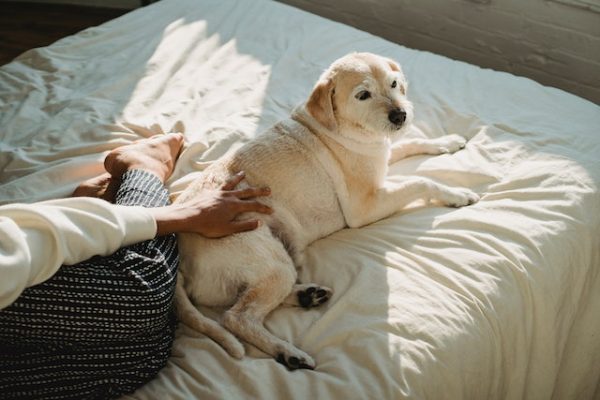 Ein dickerer Hund liegt neben einer Person auf dem Bett