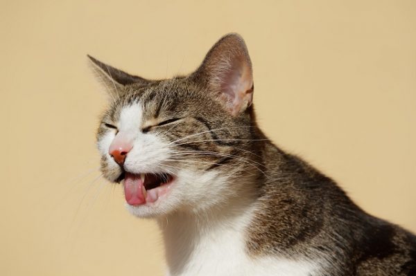 eine Katze streckt die Zunge heraus, kneift die Augen zusammen und würgt