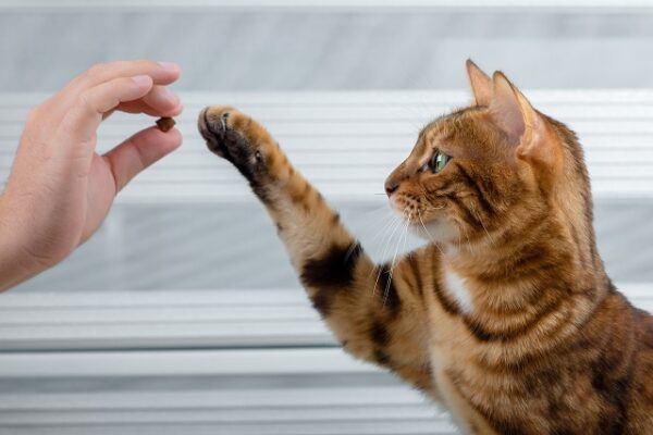 eine rotbraun-getigerte Katze hebt die Pfote einer menschlichen Hand entgegen, die ein Leckerli hält