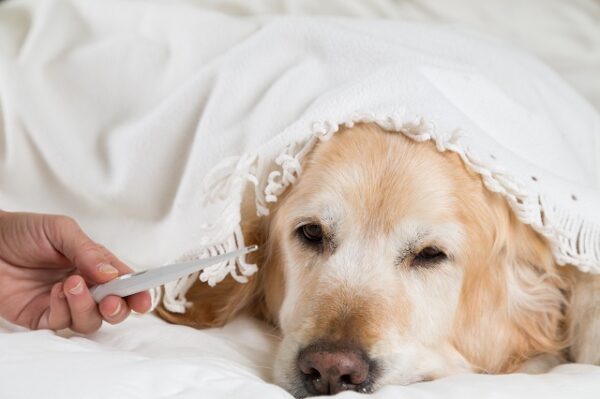 Ein Golden Retriever liegt erschöpft unter einer hellen Decke, neben seinem Gesicht hält eine Person ein Fieberthermometer in der Hand