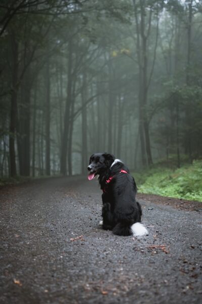 Ein schwarzer Hund mit kleinen weißen Stellen sitzt auf einem im Nebel liegenden Waldweg und schaut über die Schulter mit herausgestreckter Zunge zurück 