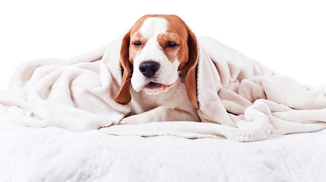 Ein braun-weiß gefleckter Hund mit Schlappohren schaut unter einer weißen Fleece-Decke hervor