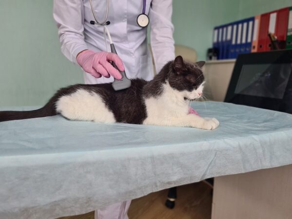 Ein Tierarzt führt einen Ultraschall bei einer Katze durch
