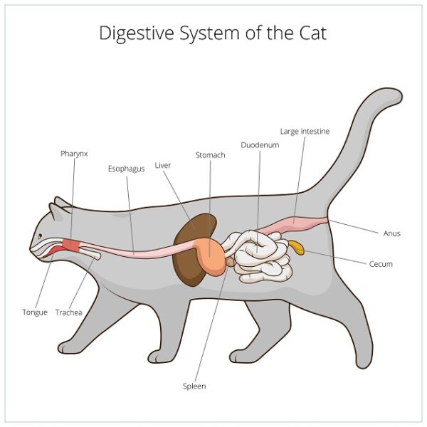 Grafische Darstellung des Verdauungstraktes der Katze