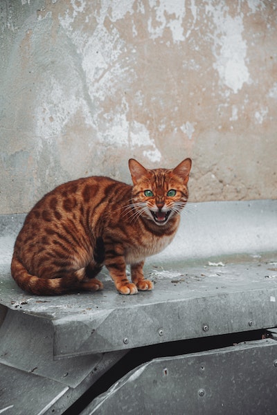 Fauchende rot-braun gefleckte Katze sitzt auf Metallabdeckung
