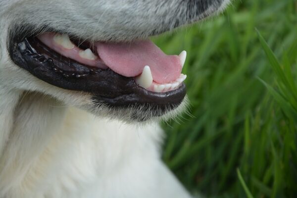 Nahaufnahme einer weißen, leicht geöffneten Hundeschnauze mit weißen Zähnen und rosa Zunge und Zahnfleisch
