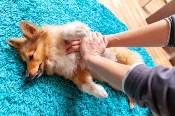 Reanimation mittels Herz-Druckmassage bei einem kleinen Hund