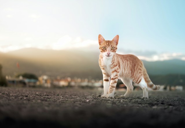Eine rot-getigerte Katze steht auf einer Straße und schaut direkt in die Kamera