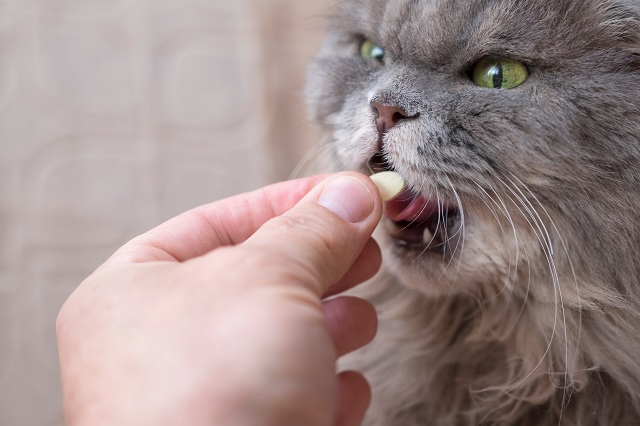 Eine graue Katze öffnet den Mund und bekommt von einer Hand eine Tablette hineingeschoben