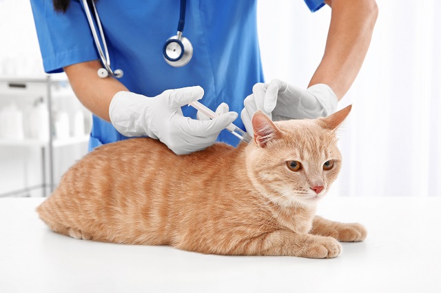 Ein Tierarzt gibt einer roten Katze eine Spritze