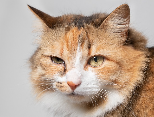 Nahaufnahme vom Gesicht einer mehrfarbigen Katze, deren rechtes Auge zusammengekniffen ist und tränt