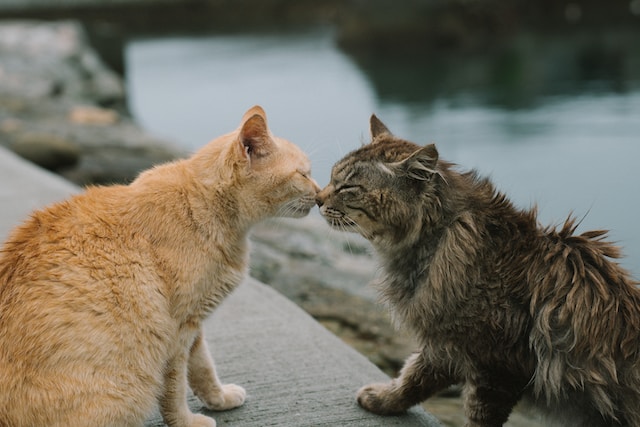Eine rote und eine braune Katze beschnuppern ihre Gesichter gegenseitig im Freien