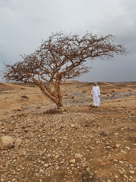 Ein weiß gekleideter Mann steht in einer kargen Landschaft neben einem Weihrauchbaum