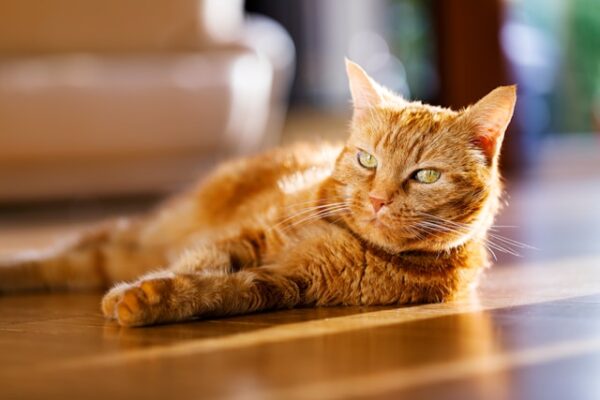 Eine rote Katze liegt in der Sonne auf dem Zimmerboden