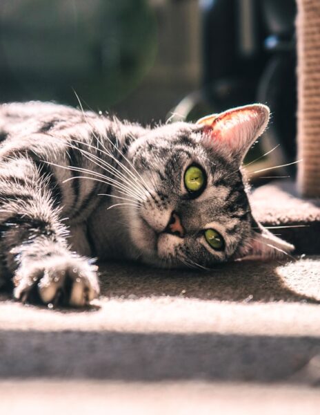 eine grau getigerte Katze mit grünen Augen liegt auf der Seite auf dem Boden im Sonnenlicht