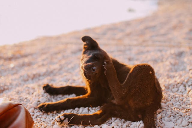 Ein brauner Hund liegt am Strand und kratzt sich